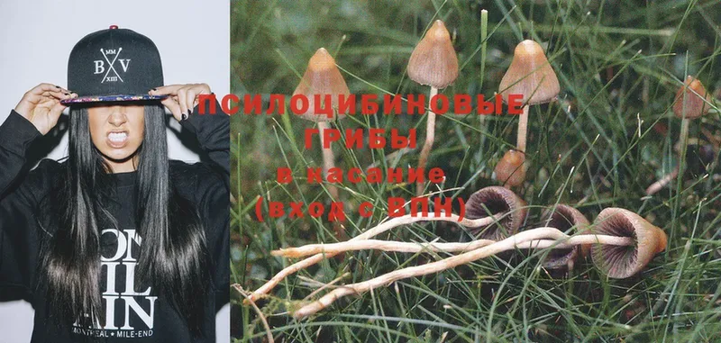 Галлюциногенные грибы Psilocybe  Николаевск 